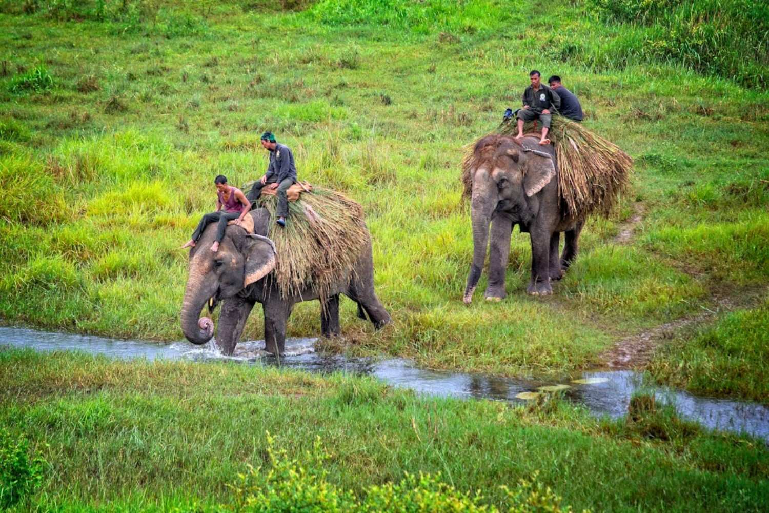 Exploring Nepal’s Wildlife: Best National Parks and Wildlife Safaris
