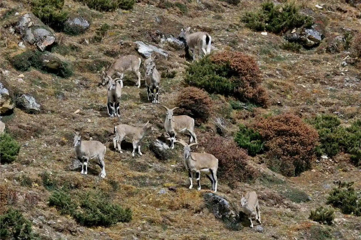 animals-1