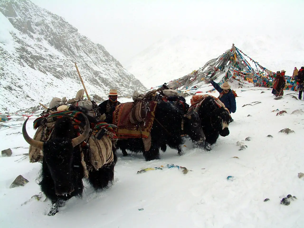 snow-yak