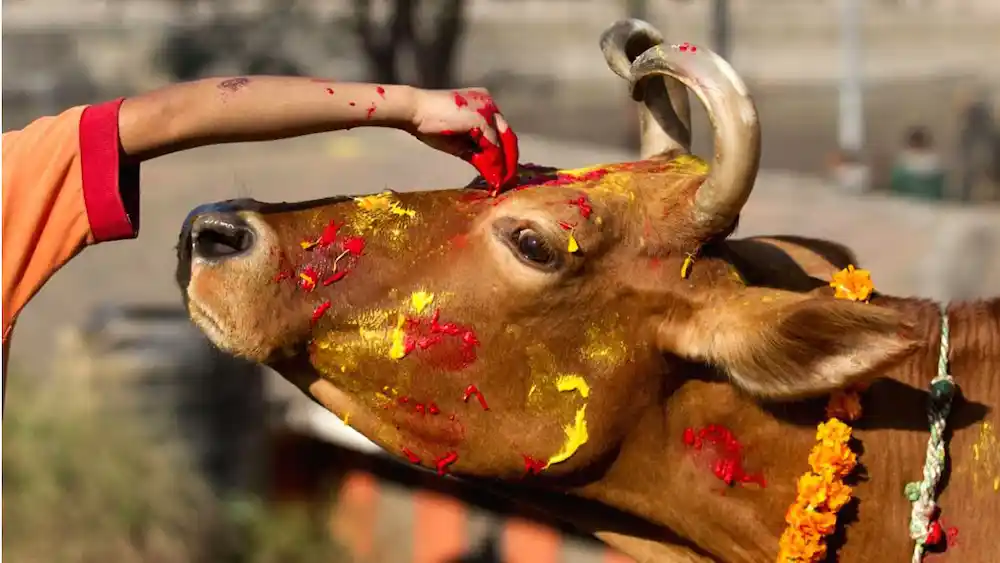 cow-tihar-as-laxmi-puja