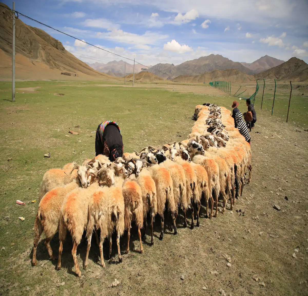 sheep-in-kailash