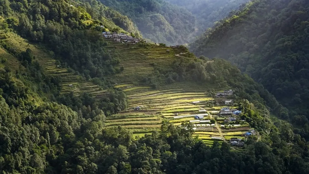 mardi-village-greenery