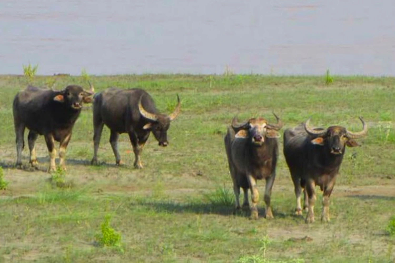 wildlife