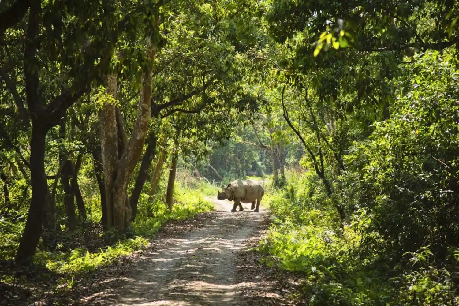 wildlife1