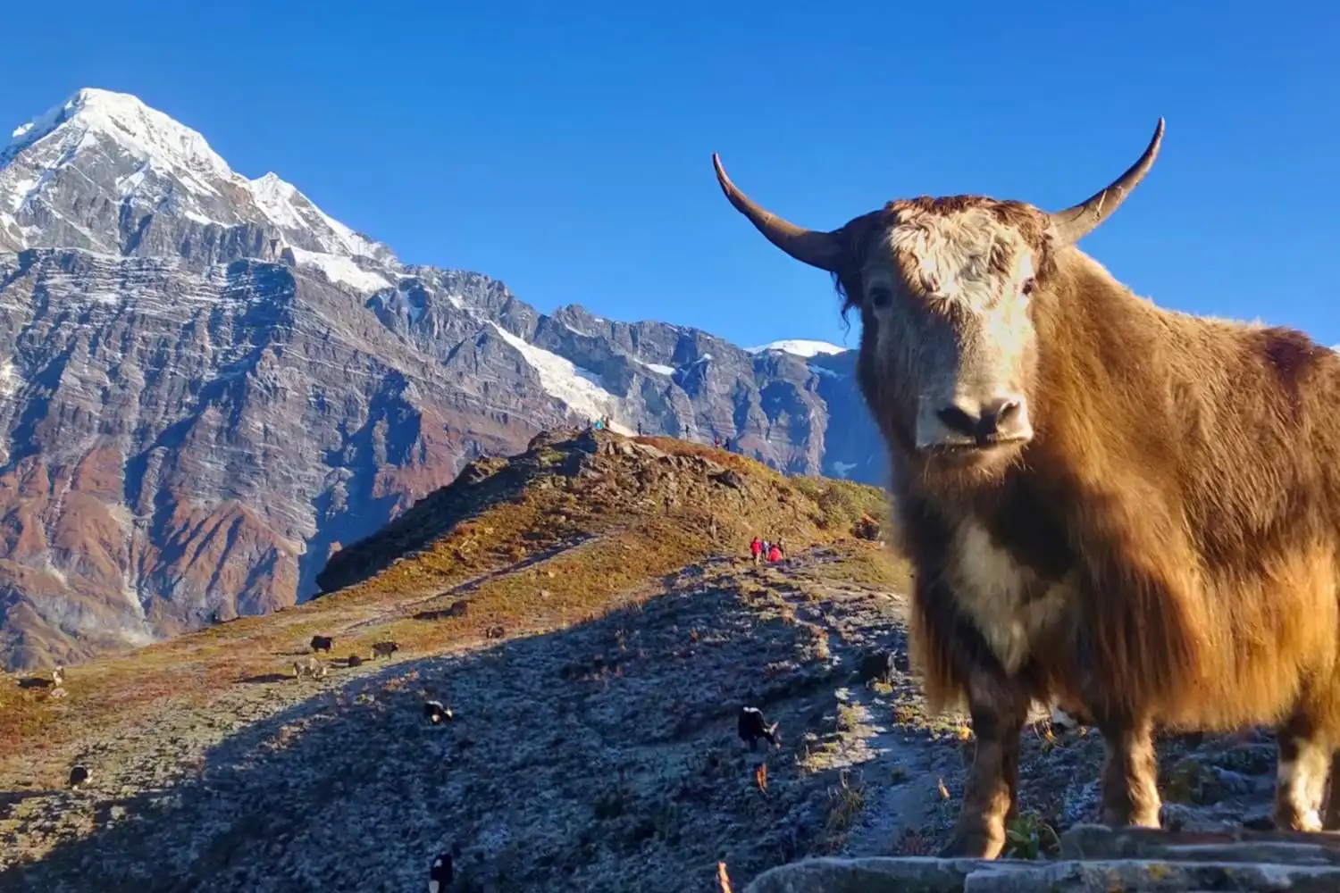 yak