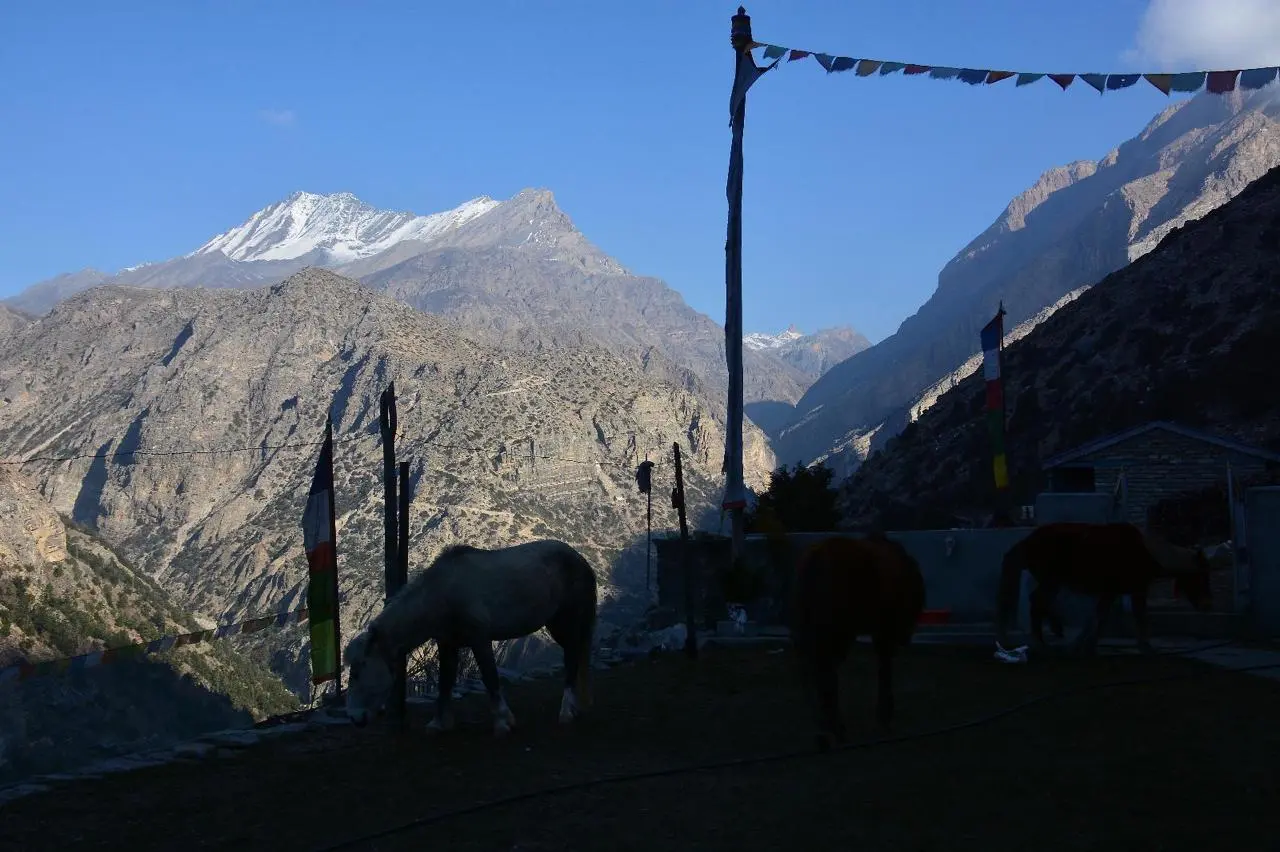horse-in-mountain