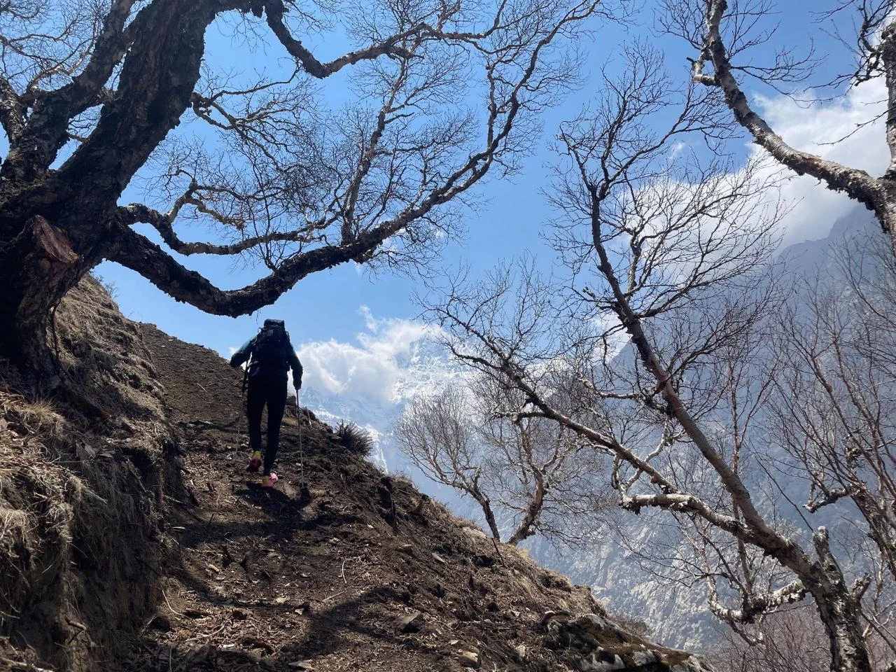 mountain-view-with-decidious-trees