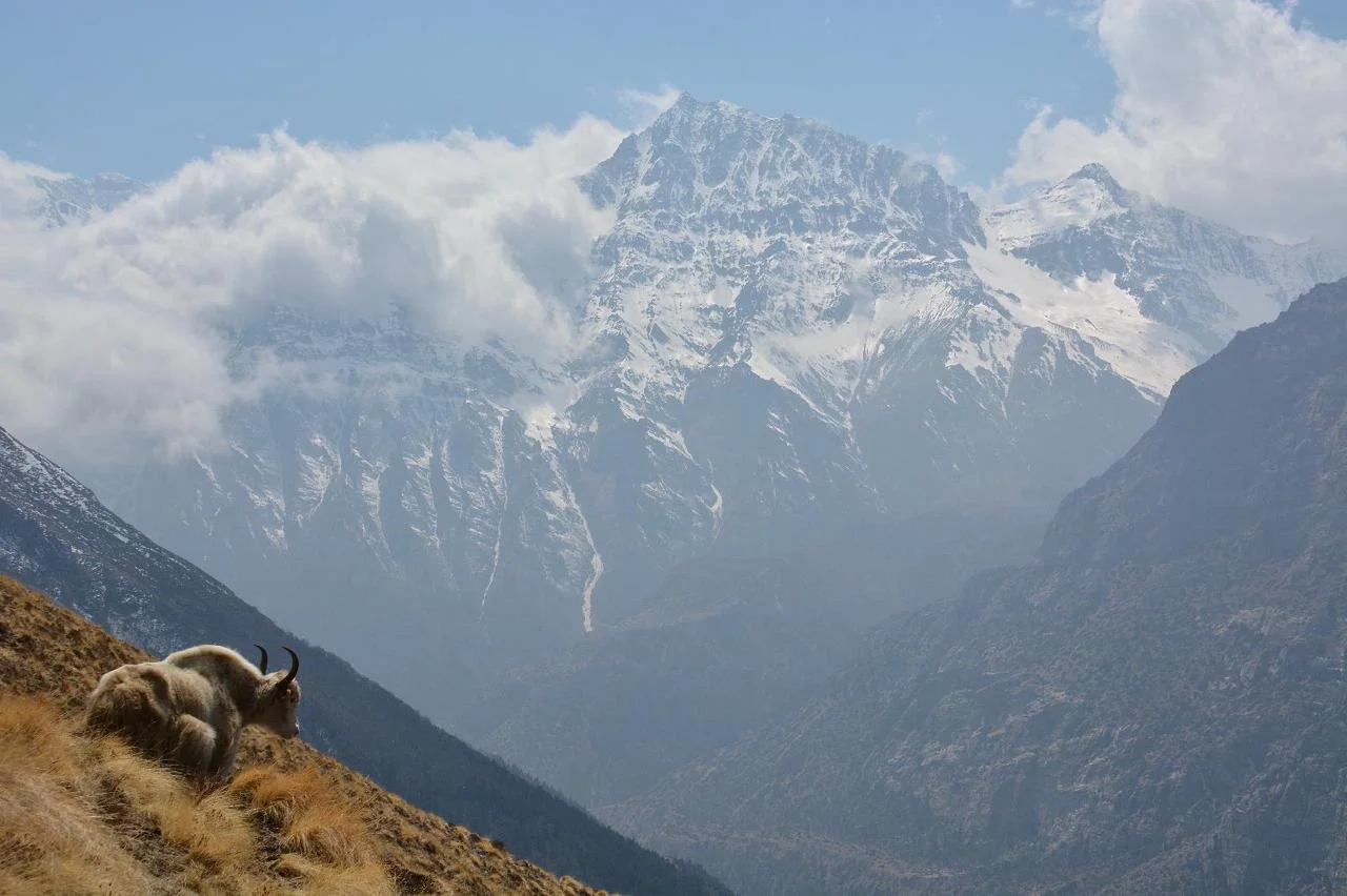 mountain-view-with-yak
