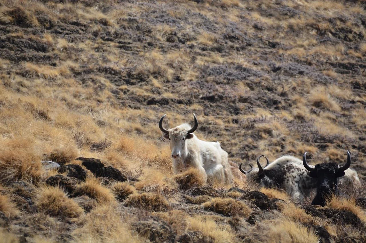 nil-gaai-in-mountains